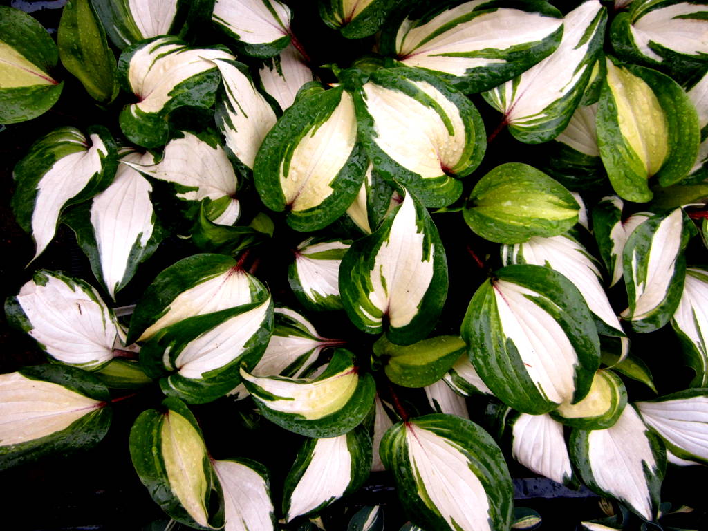 Raspberry Sundae Hosta