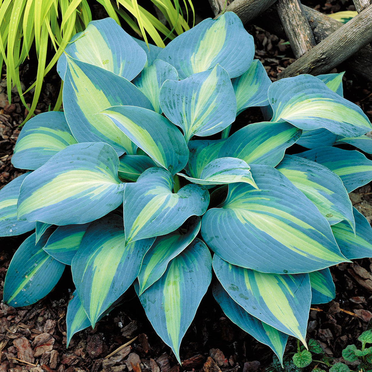 Heirloom Non-GMO Hosta Perennial Plant Seeds for Planting for planting in home garden