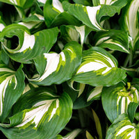 Hosta Mediovariegata