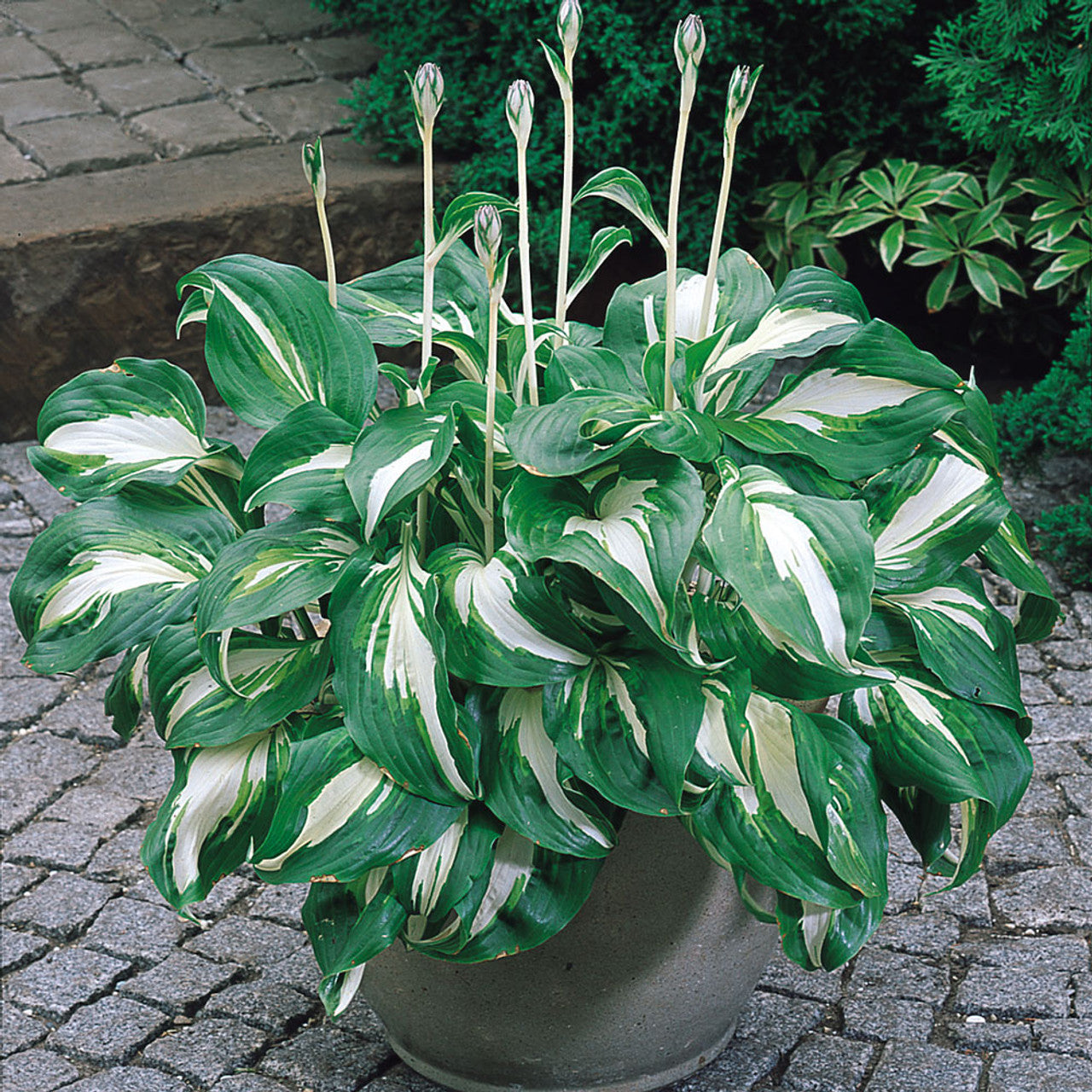 Hosta Mediovariegata