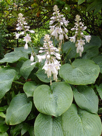 Elegans Hosta