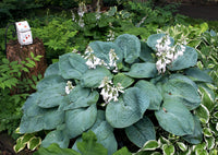 Sieboldiana Elegans Hosta