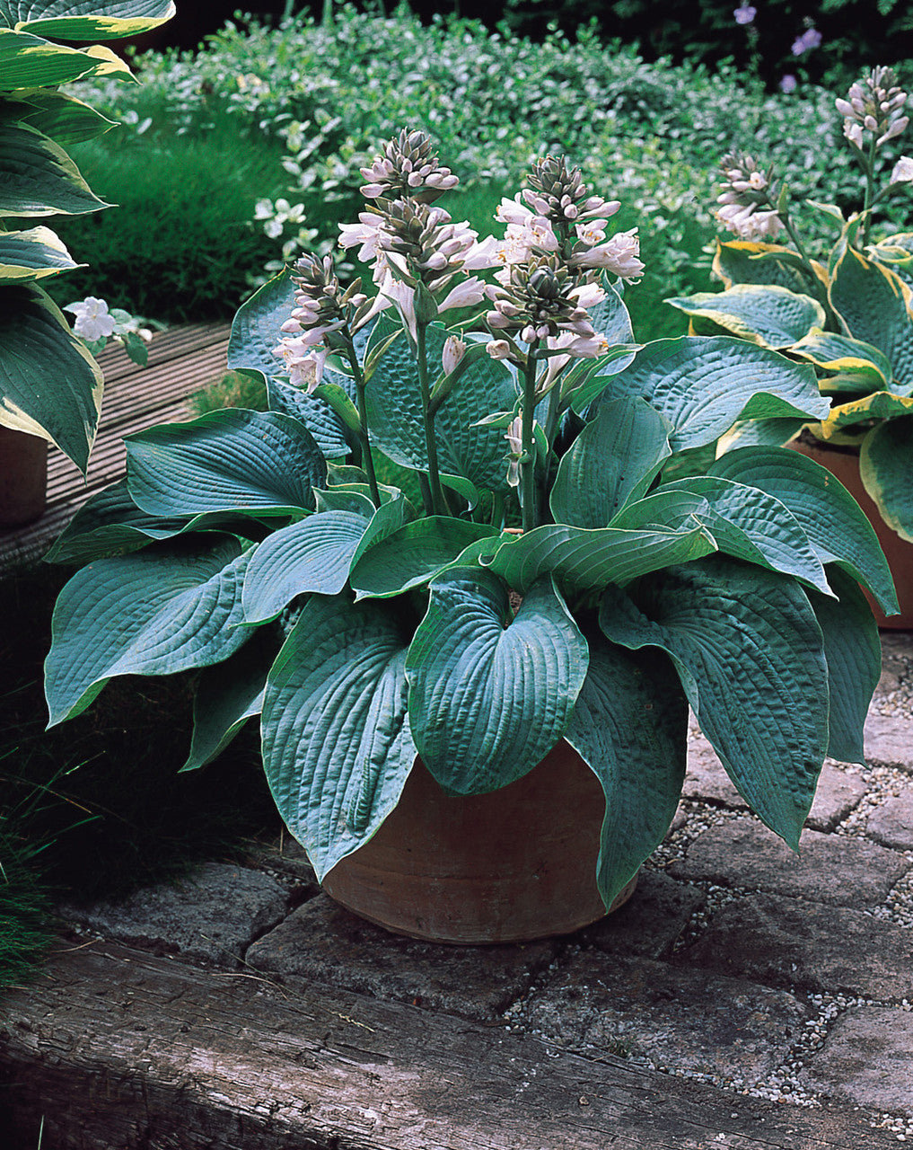 Sieboldiana Elegans Hosta