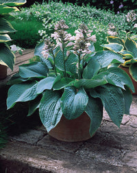 Sieboldiana Elegans Hosta