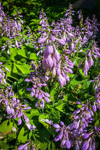 Purple Sensation Hosta