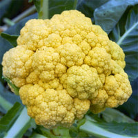 Hot Golden Cauliflower Seeds Healthy Vegetable Seeds