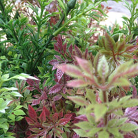 Hot red willow amaranth seeds vegetable Seeds