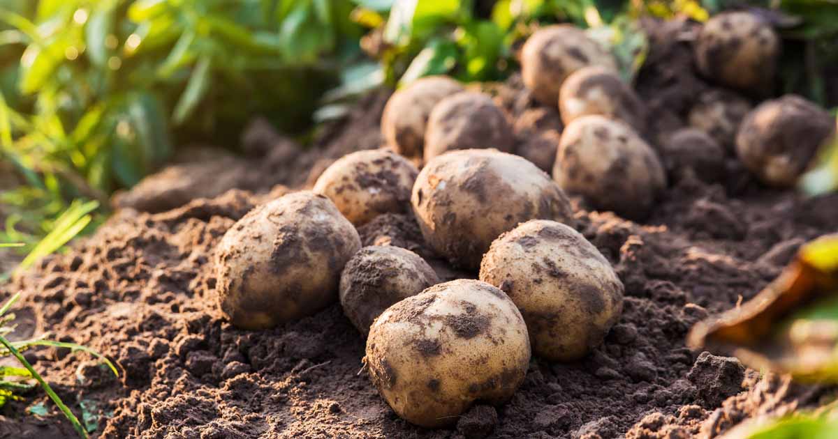 Kennebec – Organic Seed Potatoes