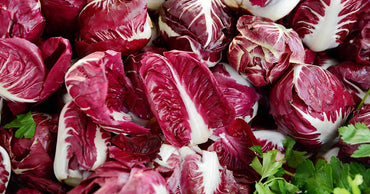 Indigo Hybrid Radicchio Seeds