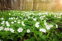 Green Collar Wood Anemone Seeds