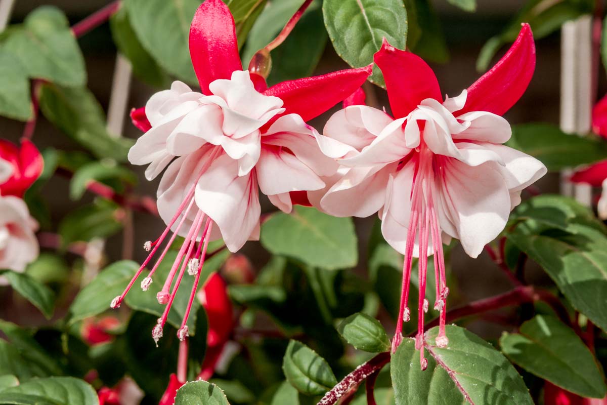 Fuchsia Flowers Seeds - Lantern Flower