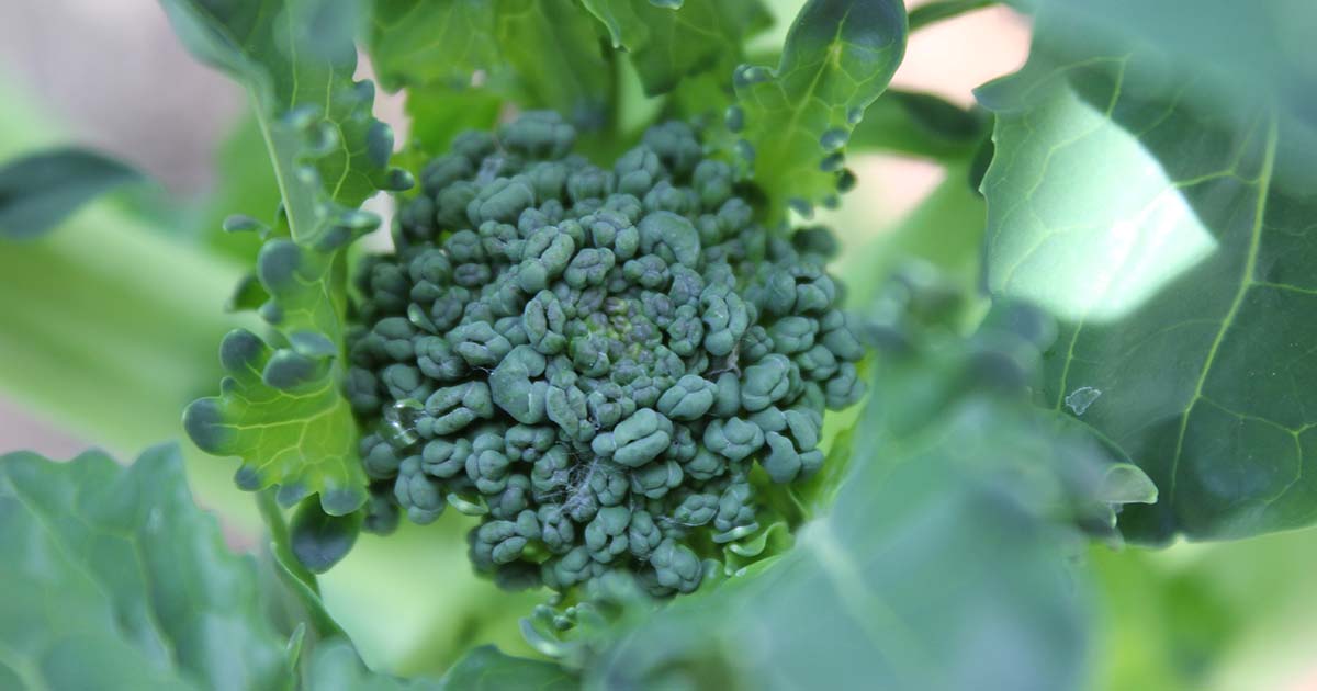 Sweet Bunch – Broccoli Seed