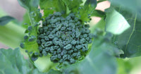 Sweet Bunch – Broccoli Seed