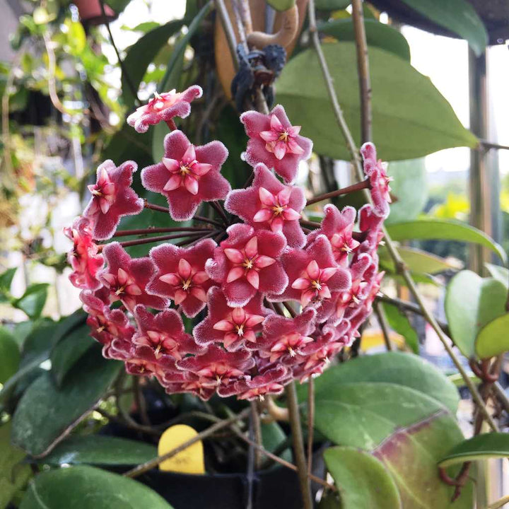 Organic Heirloom Non-GMO Mixed Hoya Seeds for Planting