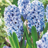 Hyacinthus Orientalis Flower S for Planting NON GMO Seeds