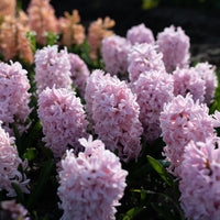 China Pink Hyacinth Seeds