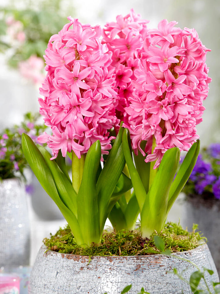 Heirloom Non-GMO Hyacinth Flower Seeds for Planting – Fragrant Spring Blooms