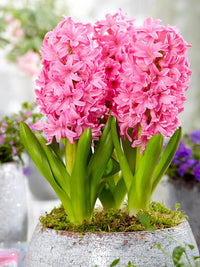 Heirloom Non-GMO Hyacinth Flower Seeds for Planting – Fragrant Spring Blooms