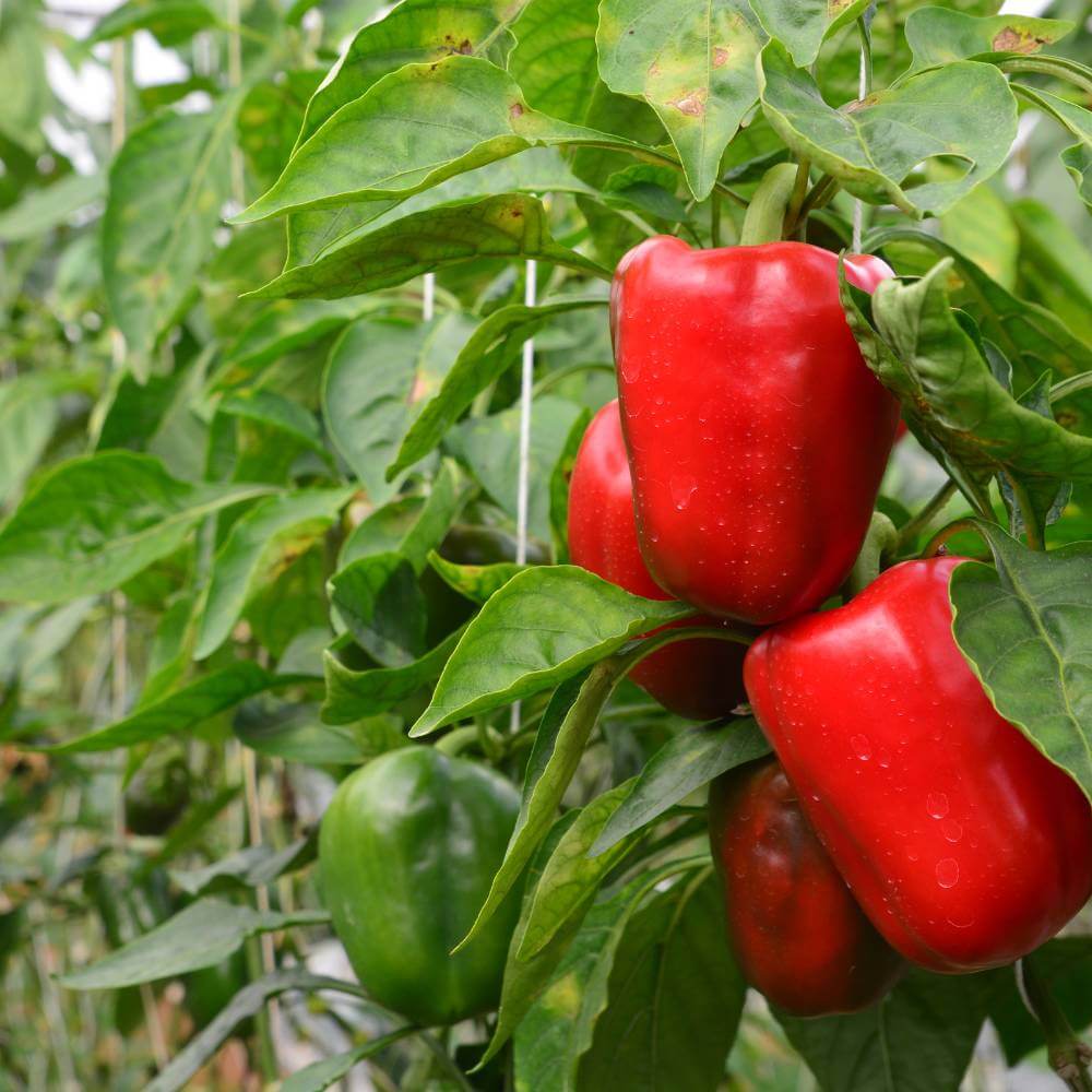 Sailfish – Bell Pepper Seed