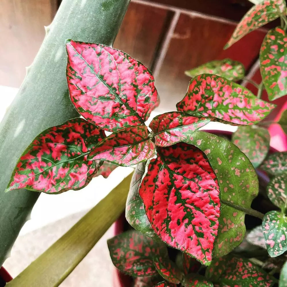Heirloom Non-GMO Red Hypoestes Plant Seeds for Colorful Foliage and Indoor Garden Decor for planting in home garden