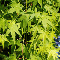 Japanese Maple