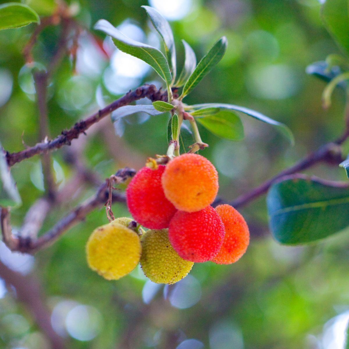 Strawberry Tree