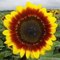Sunflower- Golden Prominence F1