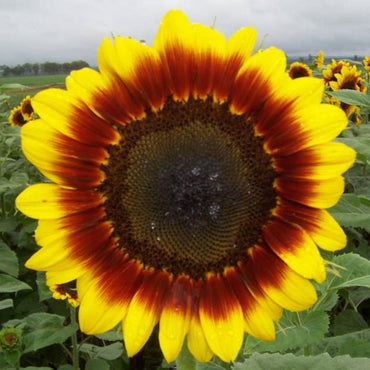 Sunflower- Golden Prominence F1