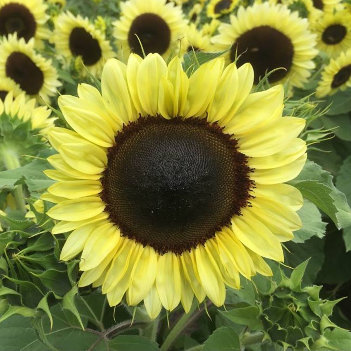 Sunflower- Compact Calypso Spray F1