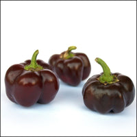 Capsicum- Mini Bell Chocolate