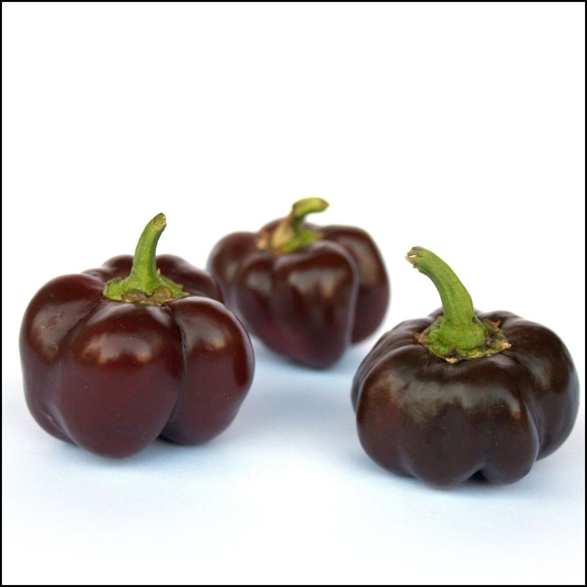 Capsicum- Mini Bell Chocolate