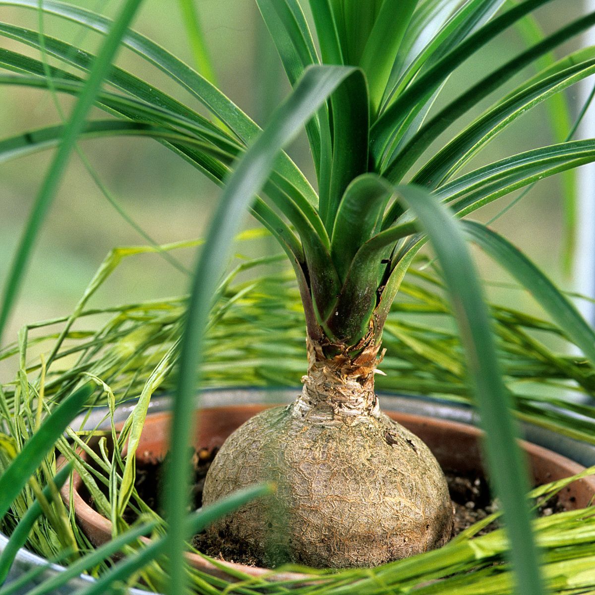 Ponytail Palm