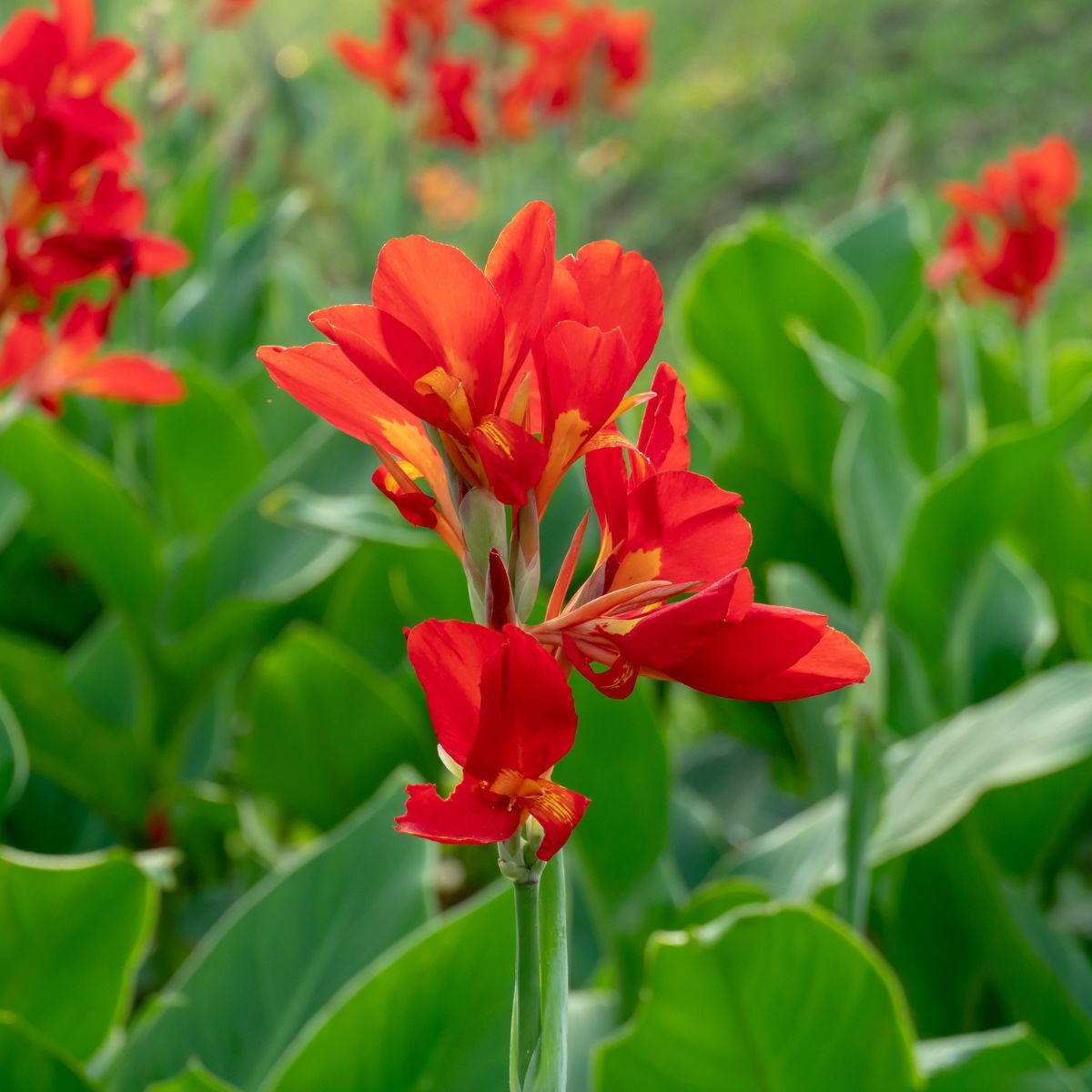 Canna Lily