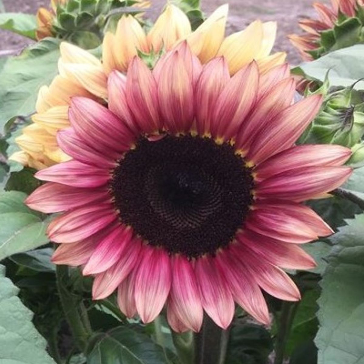 Sunflower- Compact Lilac Spray F1