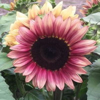 Sunflower- Compact Lilac Spray F1