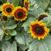 Sunflower- Solar Flash F1