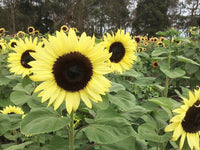 Sunflower- Classic Lime F1