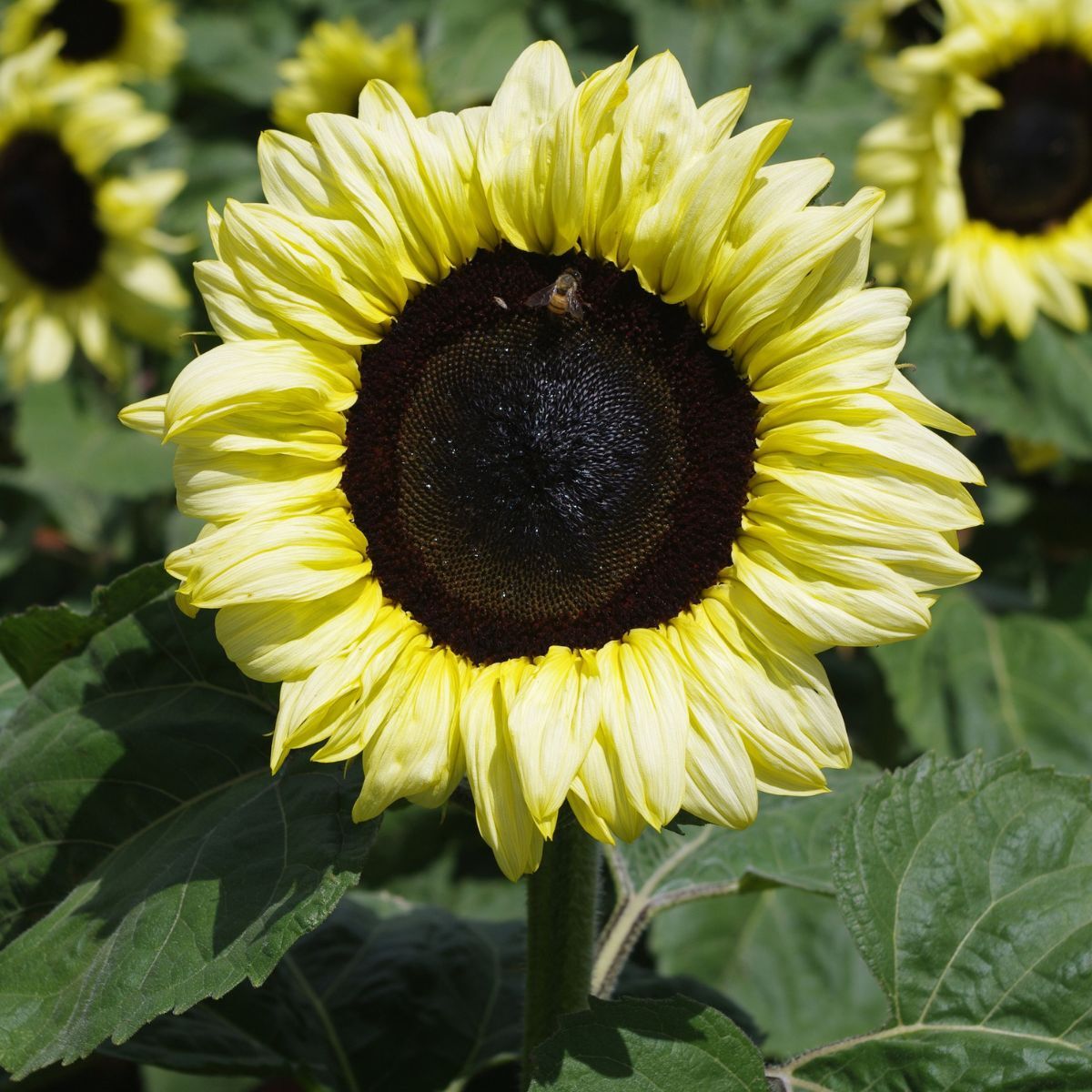 Sunflower- Classic Lime F1