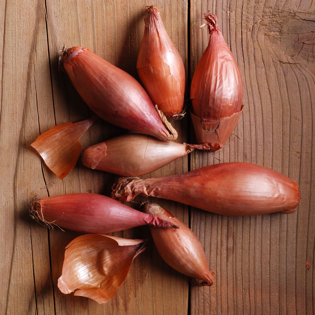 Shallot- Roderique Echalion