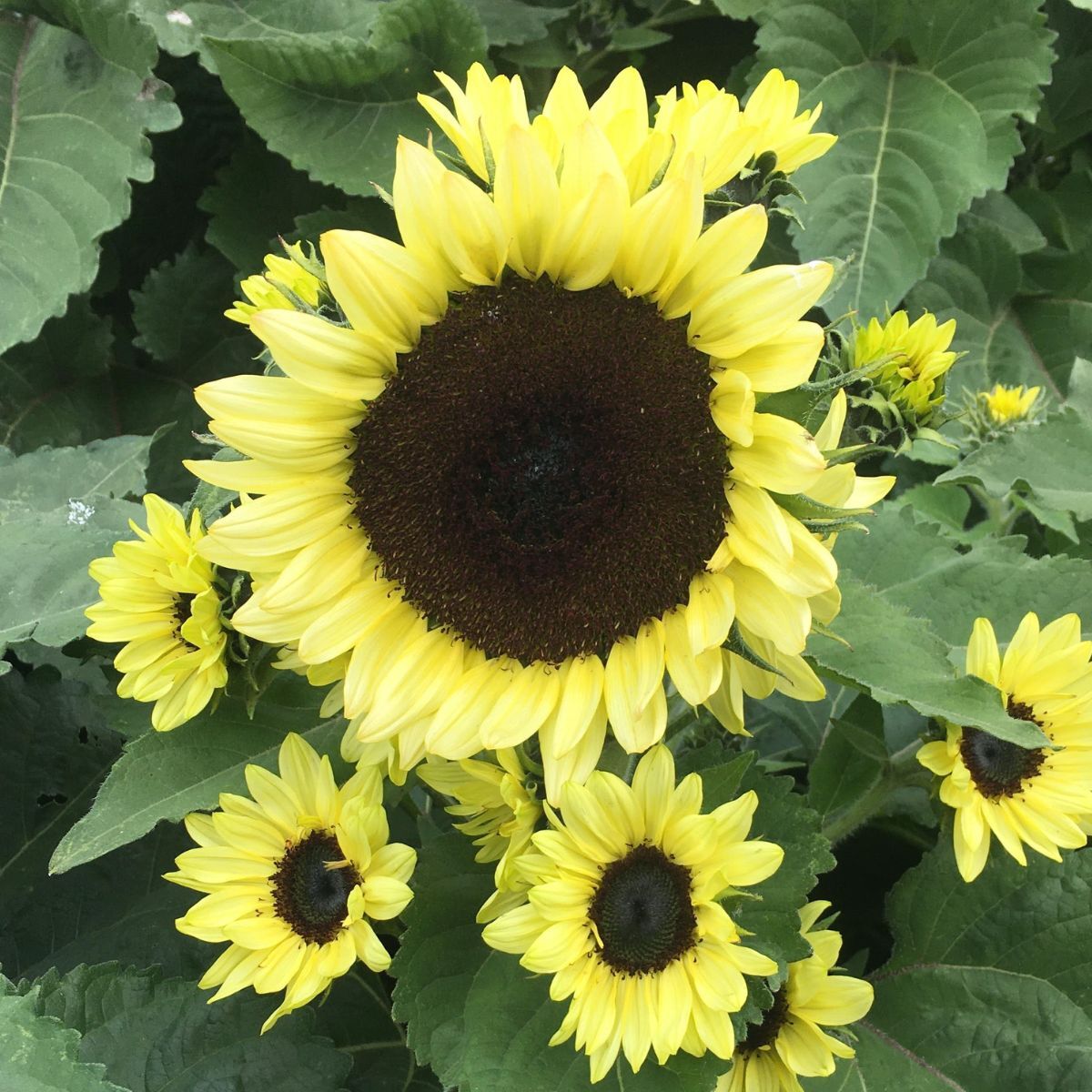 Sunflower- Lemon Bling F1