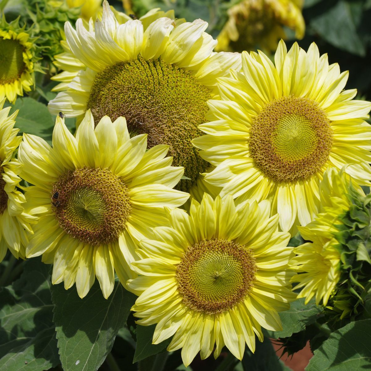 Sunflower- Ice Spray F1