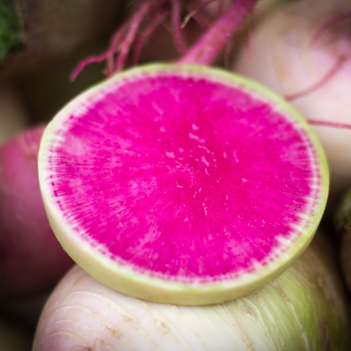 Radish- Rido Red F1