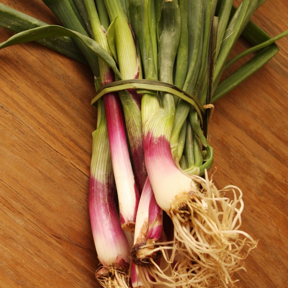 Bunching Onion- Red