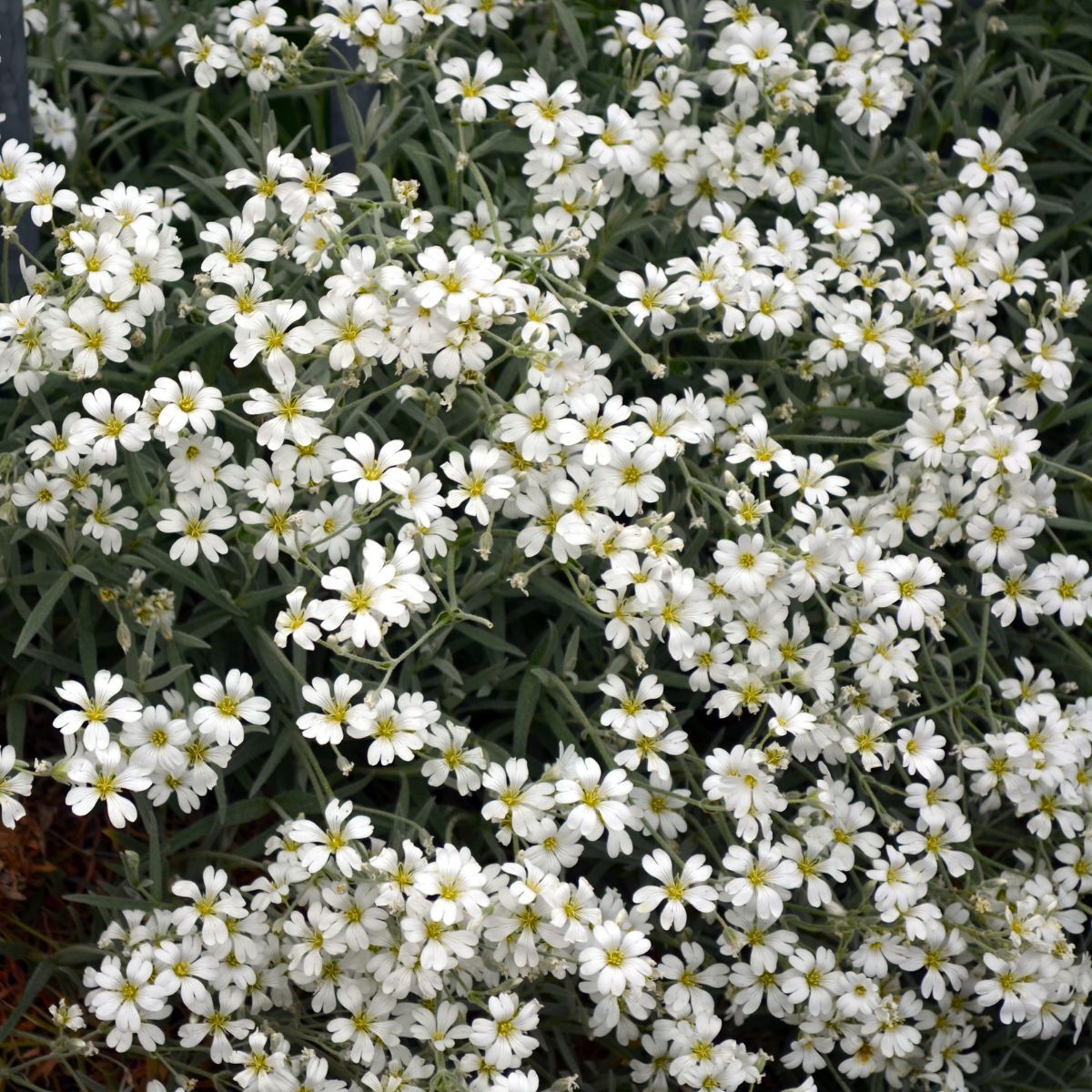 Gypsophila- Repens White