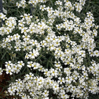 Gypsophila- Repens White