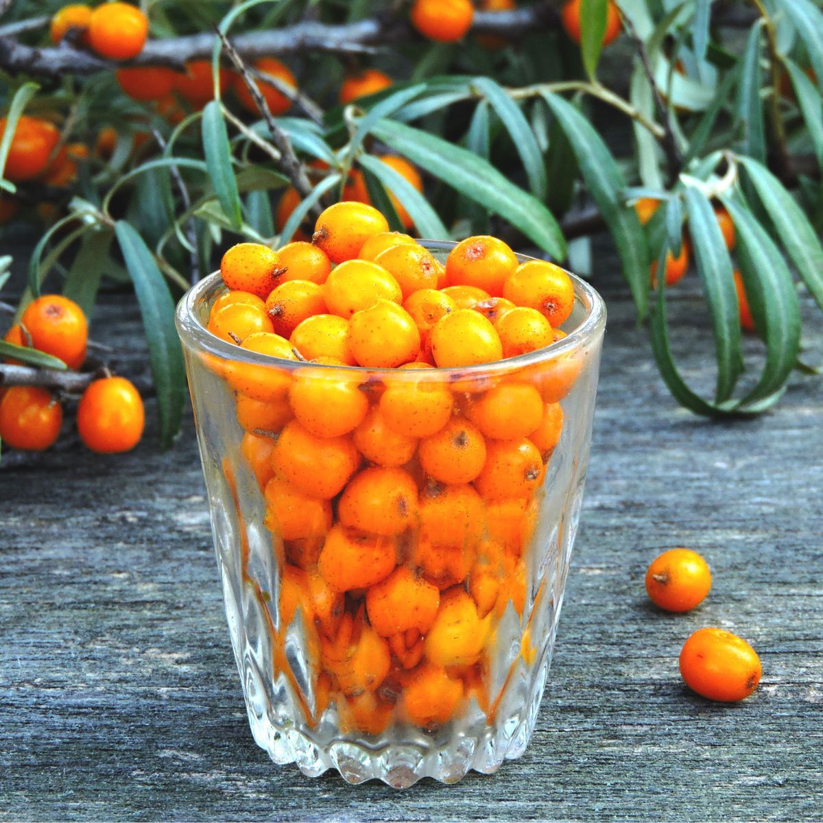 Sea Buckthorn
