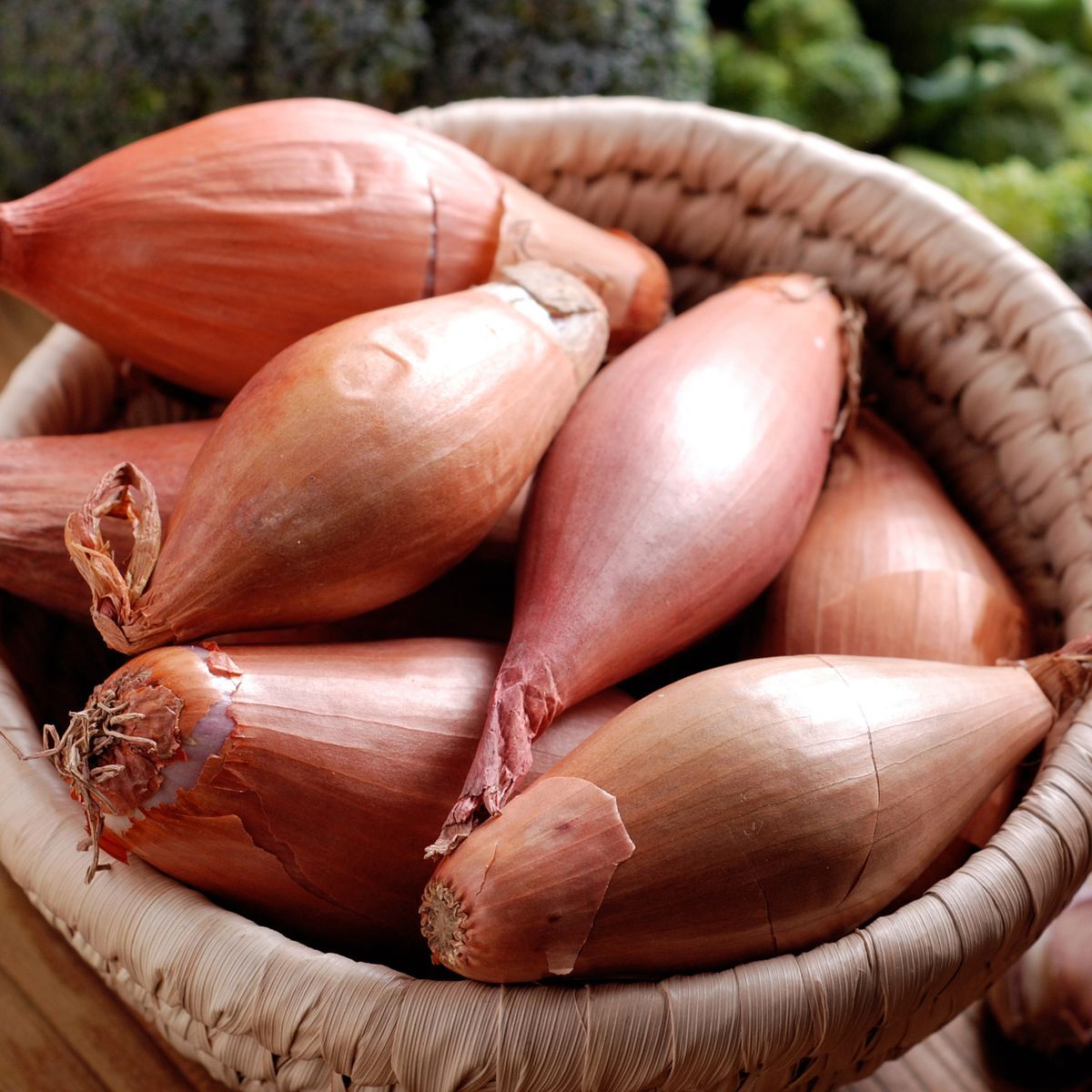 Shallot- Figaro Echalion