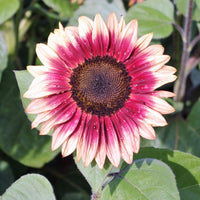 Sunflower- Lilac Spray F1