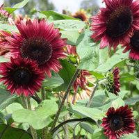 Sunflower- Lilac Spray F1