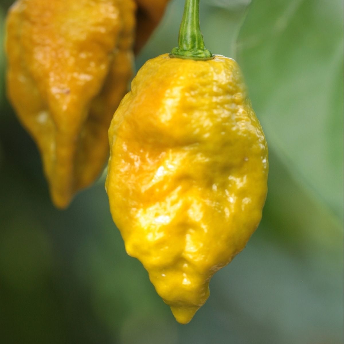 Chilli- Yellow Bhutlah